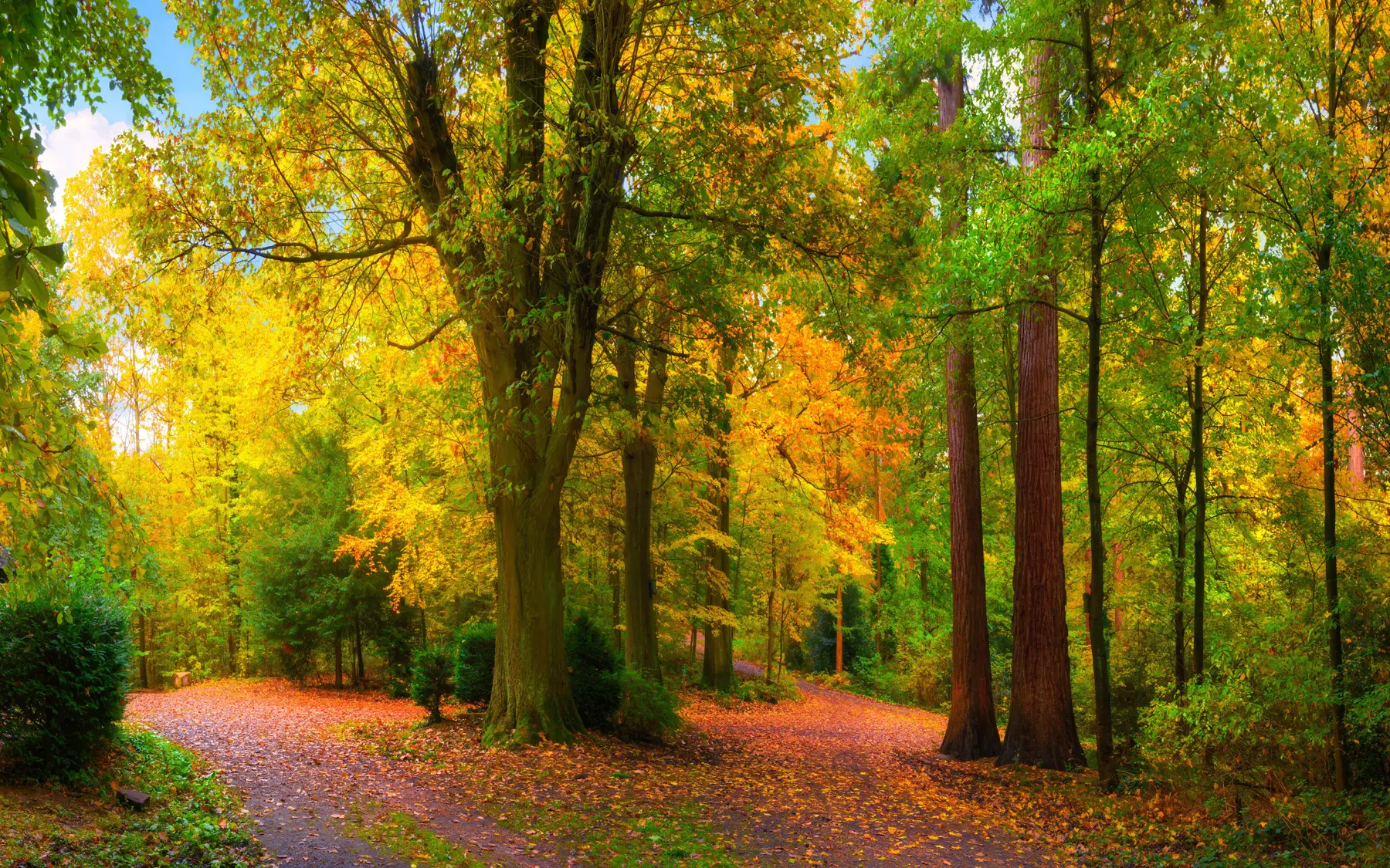 wall murals Beginning of autumn u08547