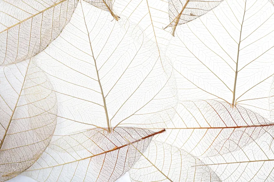 wall murals Transparent leaves u24439