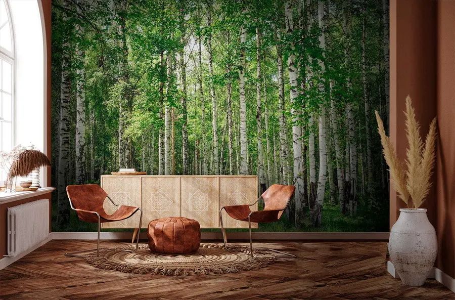 wall murals Birch forest u52530