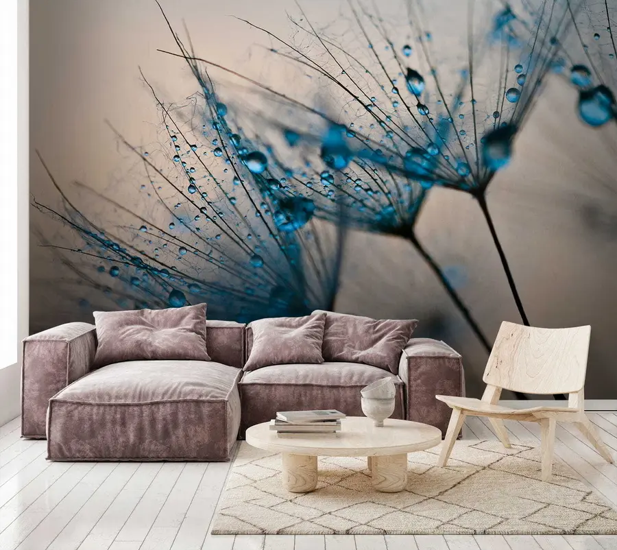 wall murals Dandelions with drops of water u57557