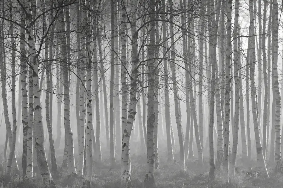 wall murals Morning mist in the birch forest u58971