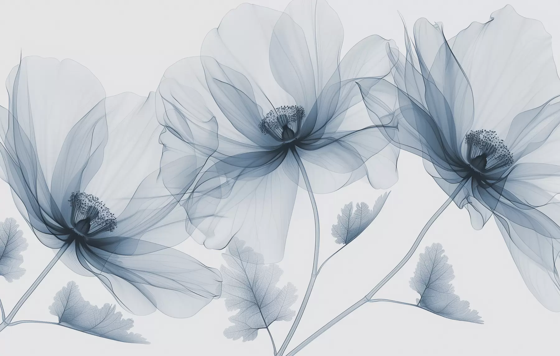 wall murals Blue transparent flower in X-ray style on white background Minimalistic monochrome botanical design w01482v1