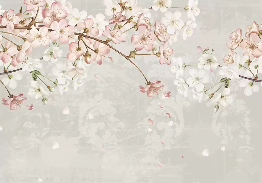 wall murals Pink and white cherry blossom flowers in full bloom, with soft petals falling against a textured beige background w08254v1