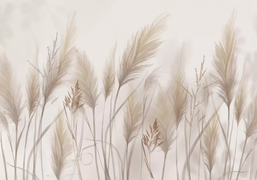wall murals Tall beige grass blades spikelets swaying in the wind against a soft, light background w08268