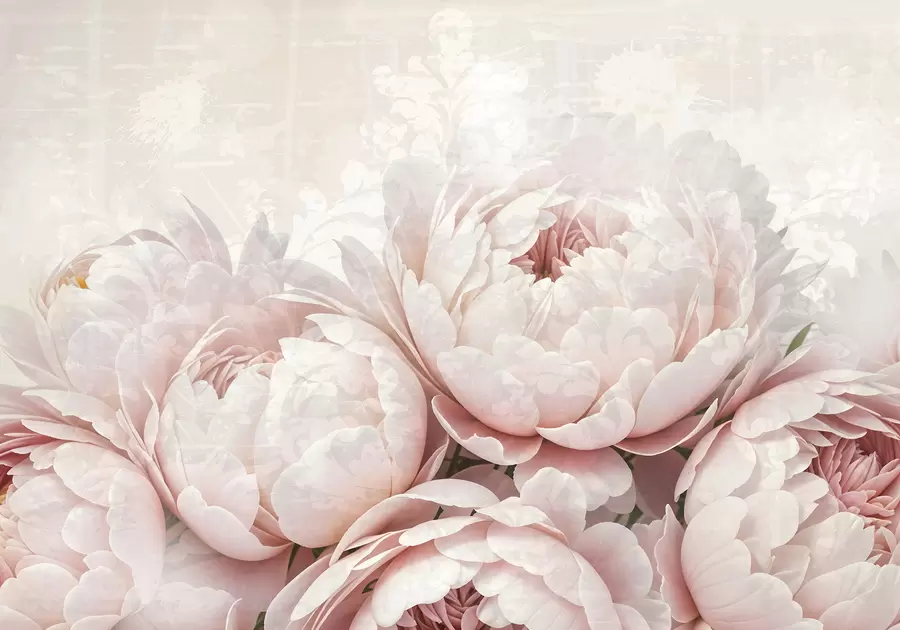 wall murals Soft pink peonies with delicate petals against a light textured vintage background w08312