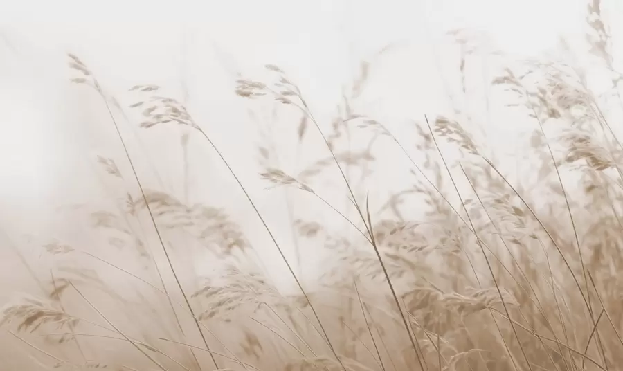 wall murals Field grasses at a foggy dawn w02250