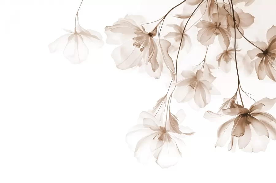 wall murals Beige flowers with translucent petals hanging from a branch, beige and white, minimalist modern art composition w08911v1