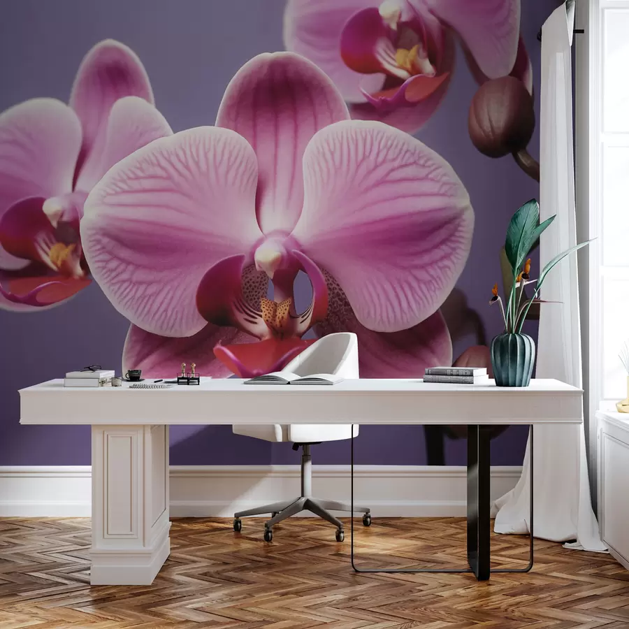 wall murals Beautiful orchid flower w03498