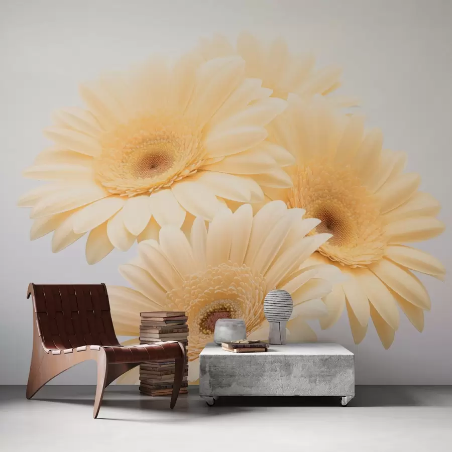 wall murals Yellow gerberas w03929