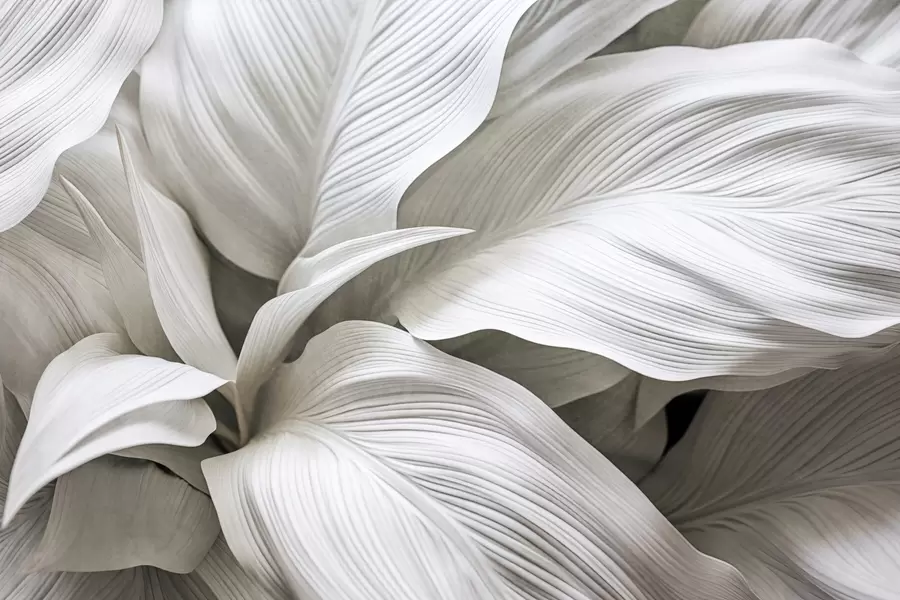 wall murals Large, textured white leaves with prominent veins, overlapping and creating depth w09536