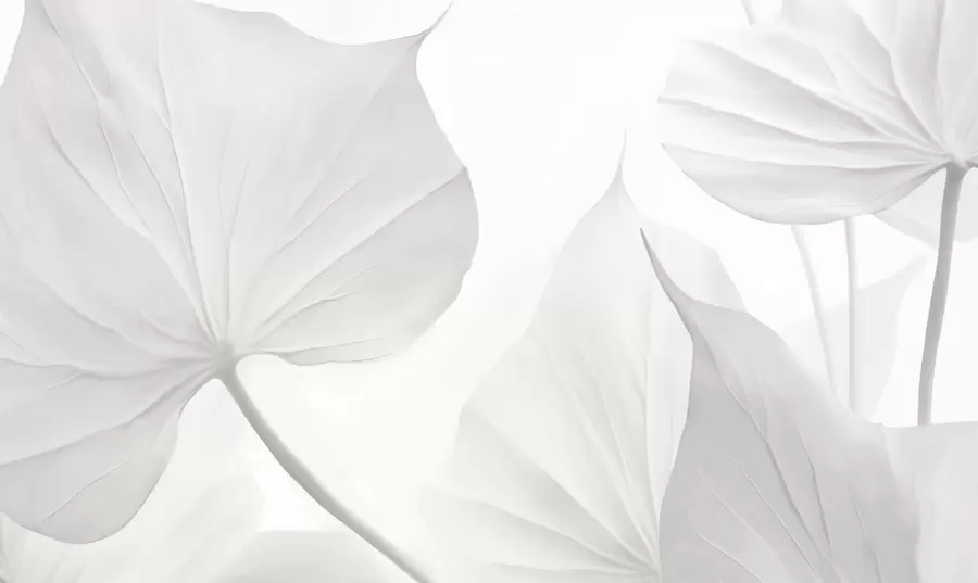 wall murals Leaves w05080