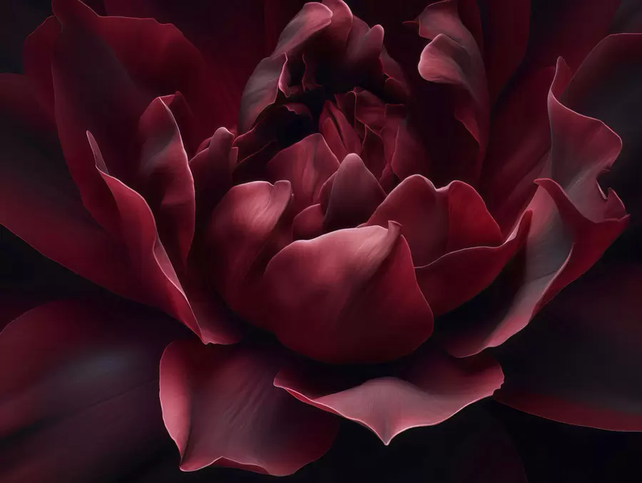 wall murals Whisper of Petals w05040v1
