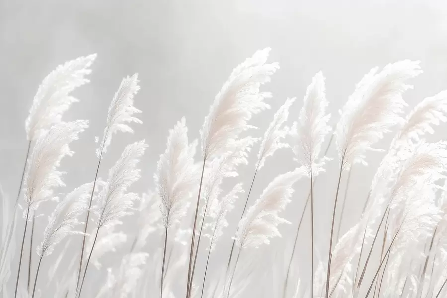 wall murals Soft white pampas grass in gentle morning light w09717