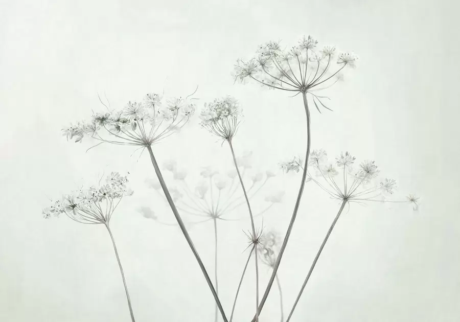 wall murals Delicate dried umbels on soft light background w05543v1