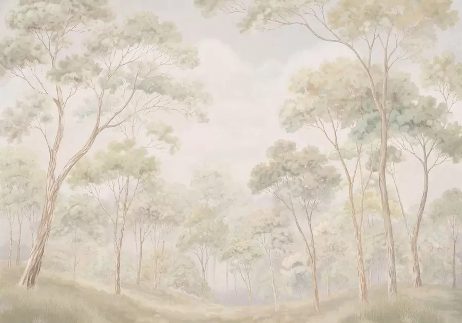 wall murals Light forest scene with tall trees w05624