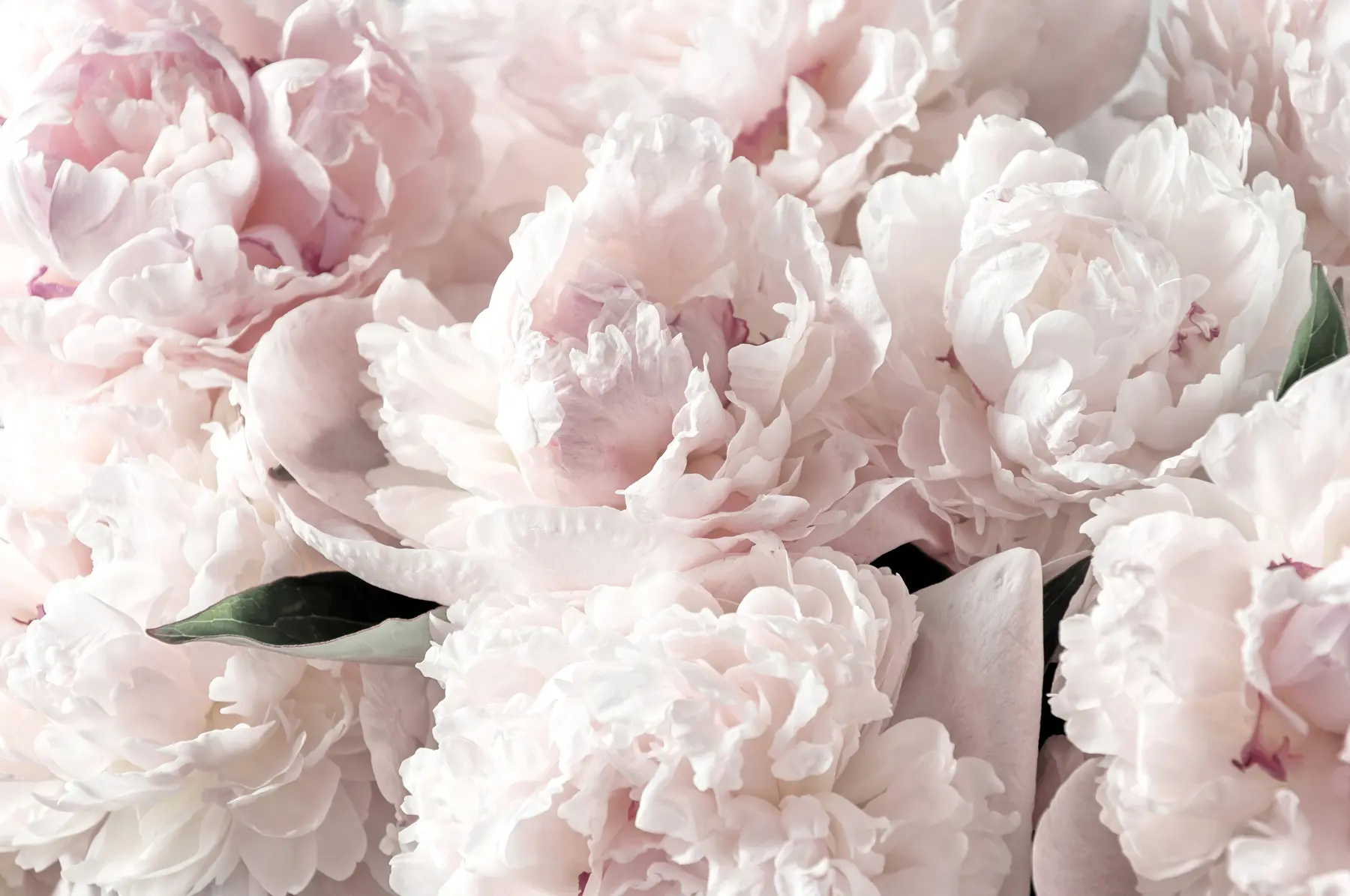 wall murals Pale pink peonies u59600