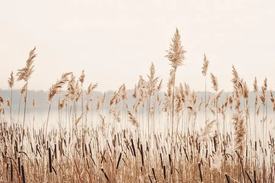 wall murals Reeds and cattail u44598