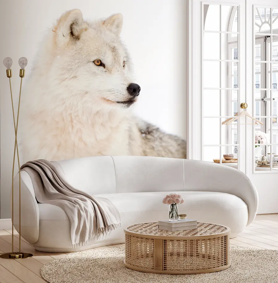 wall murals Arctic wolf on white background u98189
